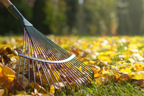 Leaf Cleanup Service in Lake Worth