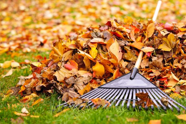 Leaves Removal in Lake Worth