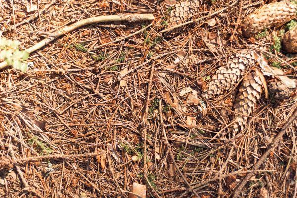 Pine Needles Removal in Lake Worth
