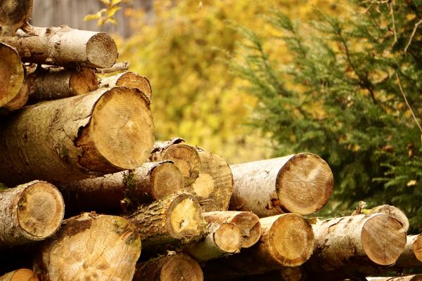 Wood Pile Removal in Lake Worth