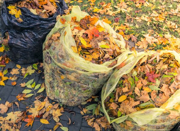 Yard Cleanup Service in Lake Worth