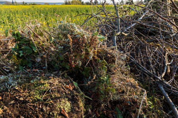 Brush Disposal in Lake Worth