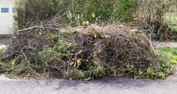 Tree Limb Cleanup in Lake Worth