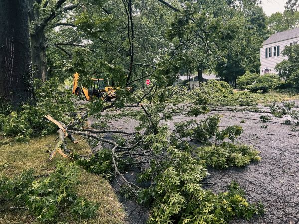Tree Branch Disposal in Lake Worth
