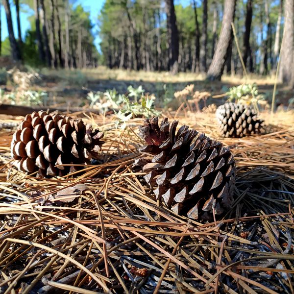 Pine Cone Removal in Lake Worth