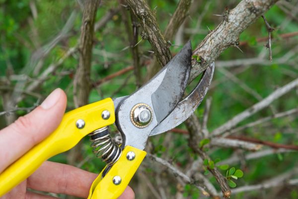 Limbs Removal in Lake Worth