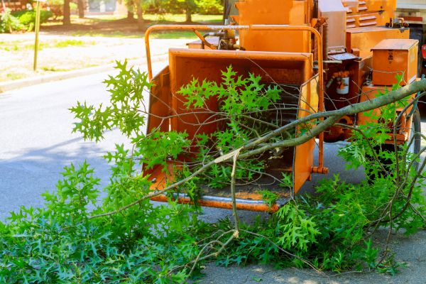 Tree Branches Removal in Lake Worth