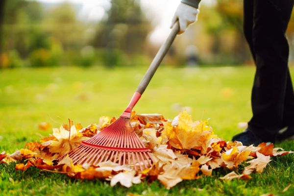 Ditch Leaf Removal in Lake Worth