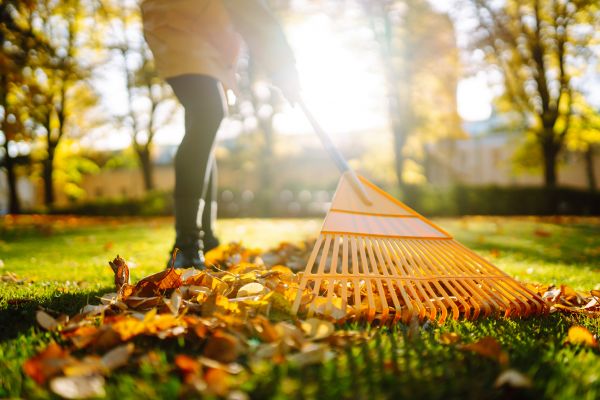 Leaves Raking in Lake Worth