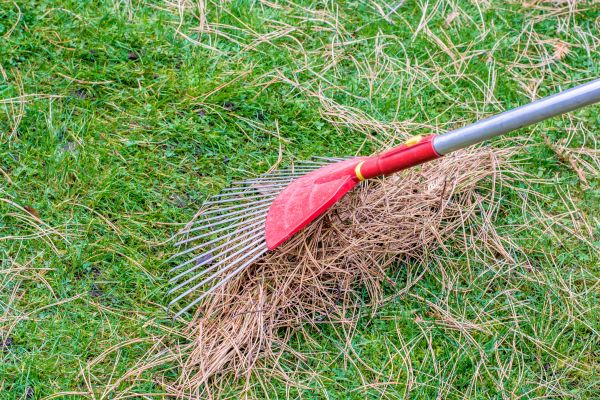 Yard Raking in Lake Worth