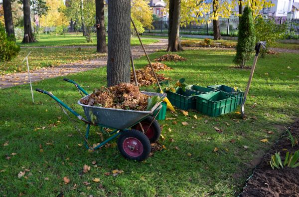 Leaf Clearing Service in Lake Worth