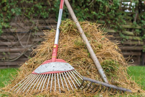 Pine Straw Clearing in Lake Worth