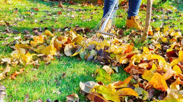 Lawn Cleanup Service in Lake Worth