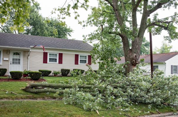 Fallen Branch Removal in Lake Worth