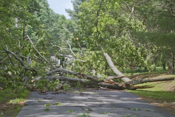 Tree Debris Removal in Lake Worth