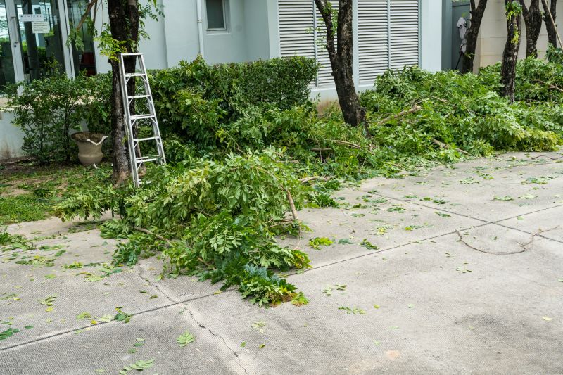 Tree and Shrub Removal Experts